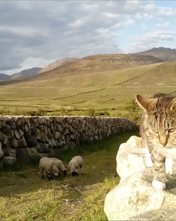 Beautiful Mourne Mountains, Co Down, N  #Ireland. Mournes are made up of 12 mountains with 15 peaks & include the famous Mourne wall (keeps sheep & cattle out of reservoir)! Area of Outstanding Natural Beauty. Partly  @NationalTrustNI.Daniel Mcevoy (with lovely cat!)  #caturday