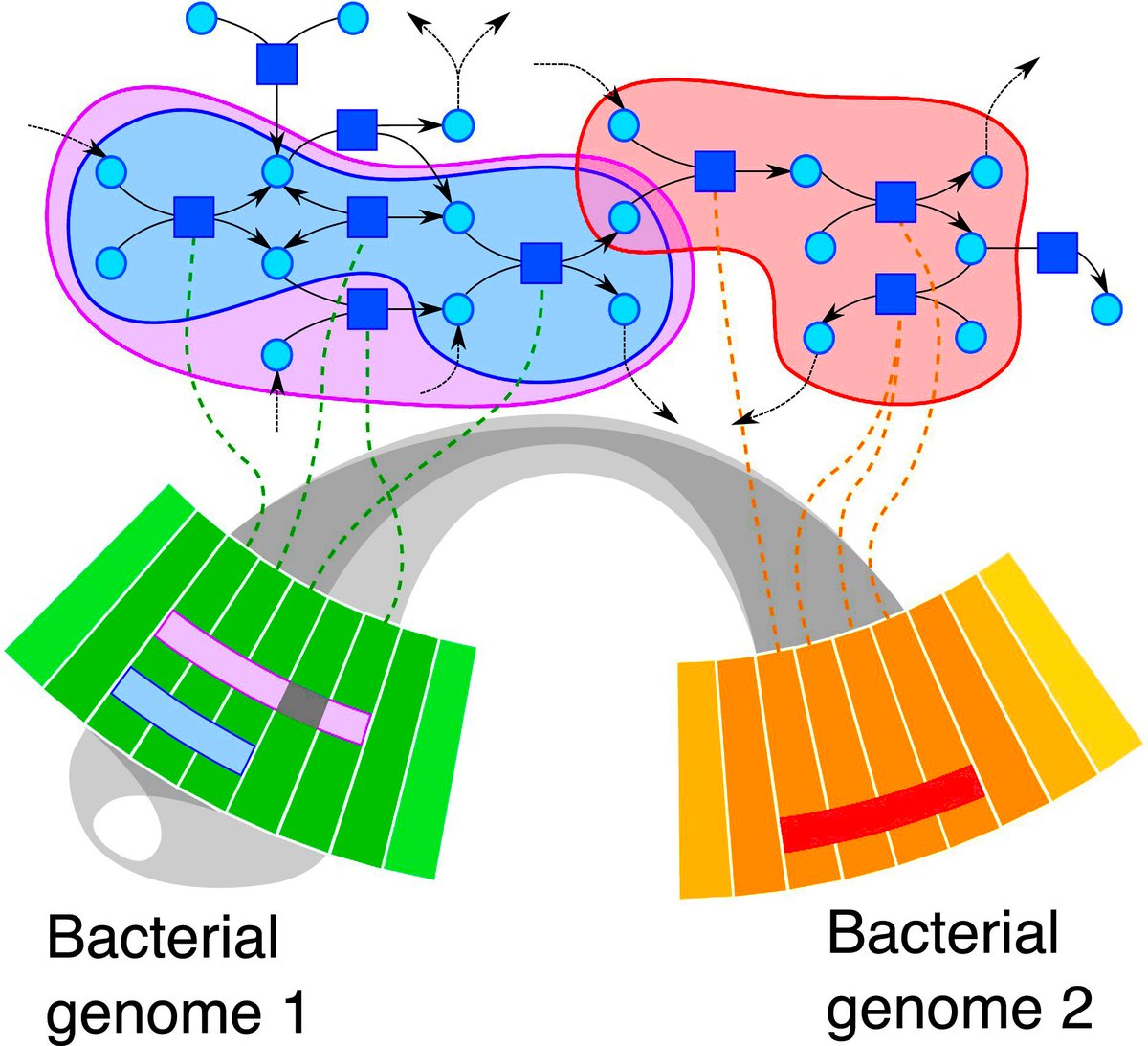 Putative bacterial interactions from metagenomic knowledge with an integrative systems ecology approach