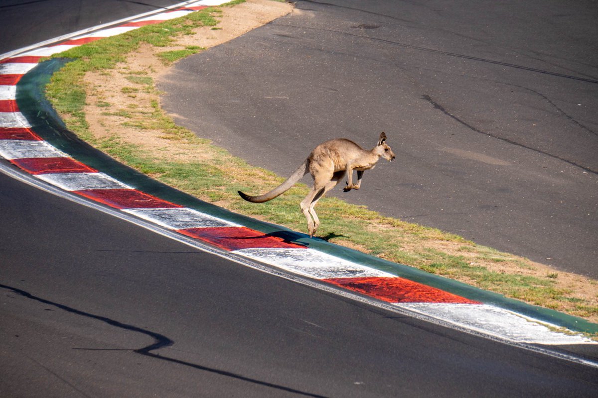 lainey_el's tweet photo. We happened to be standing at the exact spot where Skippy posed and then jumped off the track during Practice 5 on Saturday morning! #firstbathurst @Bathurst12hour https://t.co/Dos0uEJqdC