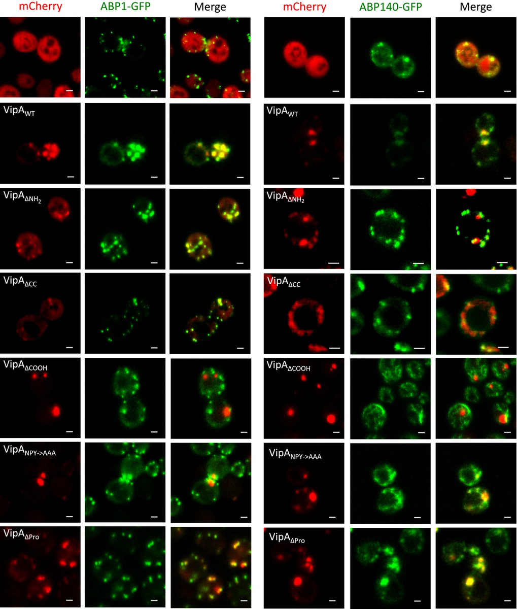 Identification of regions within the Legionella pneumophila VipA effector protein involved in actin binding and polymerization and in interference with eukaryotic organelle trafficking