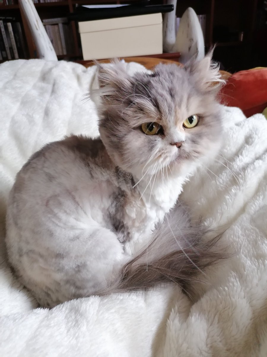 云霞 On A Du Raser Notre Chat Persan De Nouveau Parce Que Ma Mere Ne S En Est Pas Occupee Donc Elle Avait Trop De Noeuds Partout C Est Vraiment Un 云霞 On A Du Raser Notre Chat Persan De Nouveau Parce Que Ma Mere Ne S En Est Pas Occupee Donc Elle Avait Trop De Noeuds Partout C Est Vraiment Un