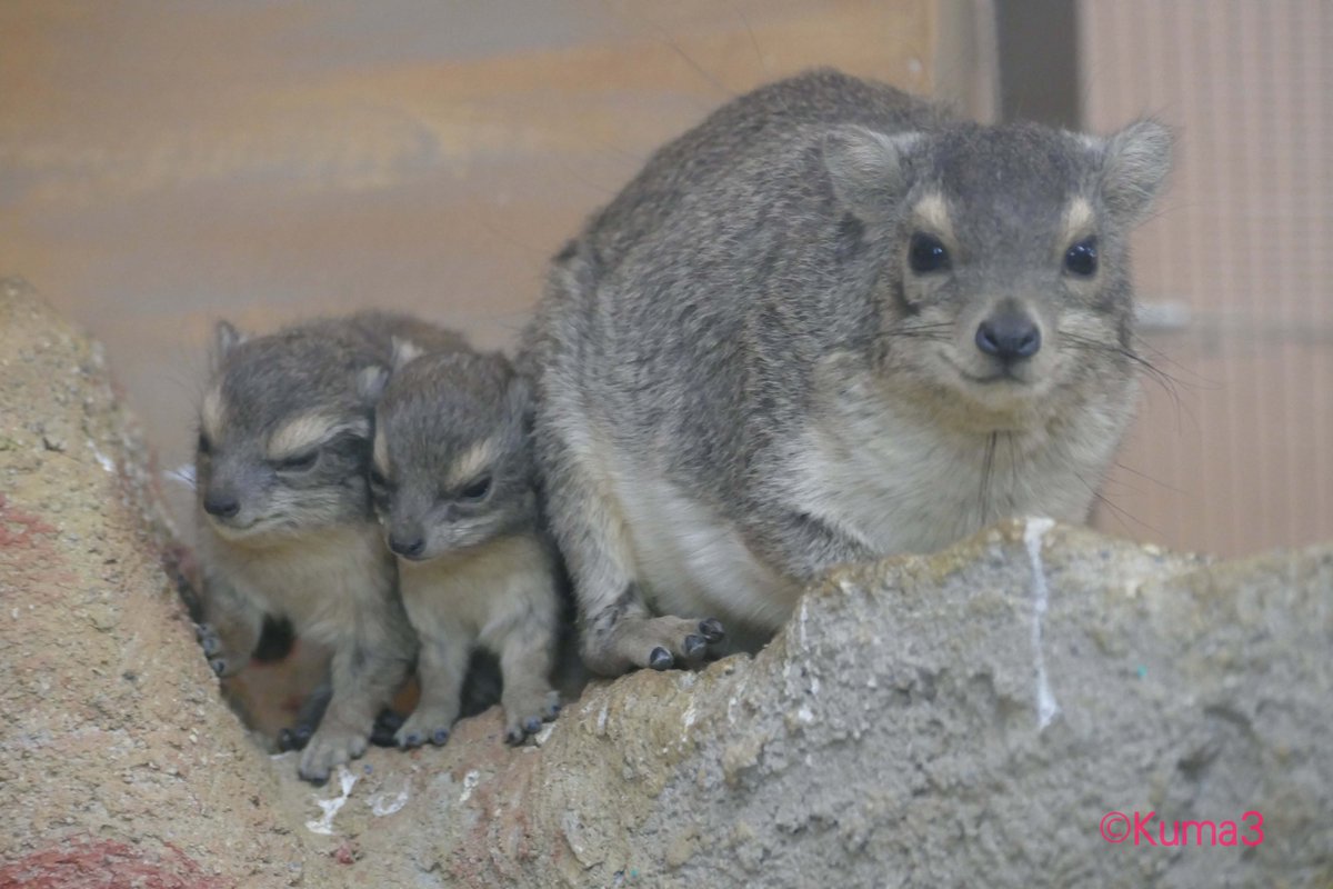 国内初誕生 キボシイワハイラックス の赤ちゃん