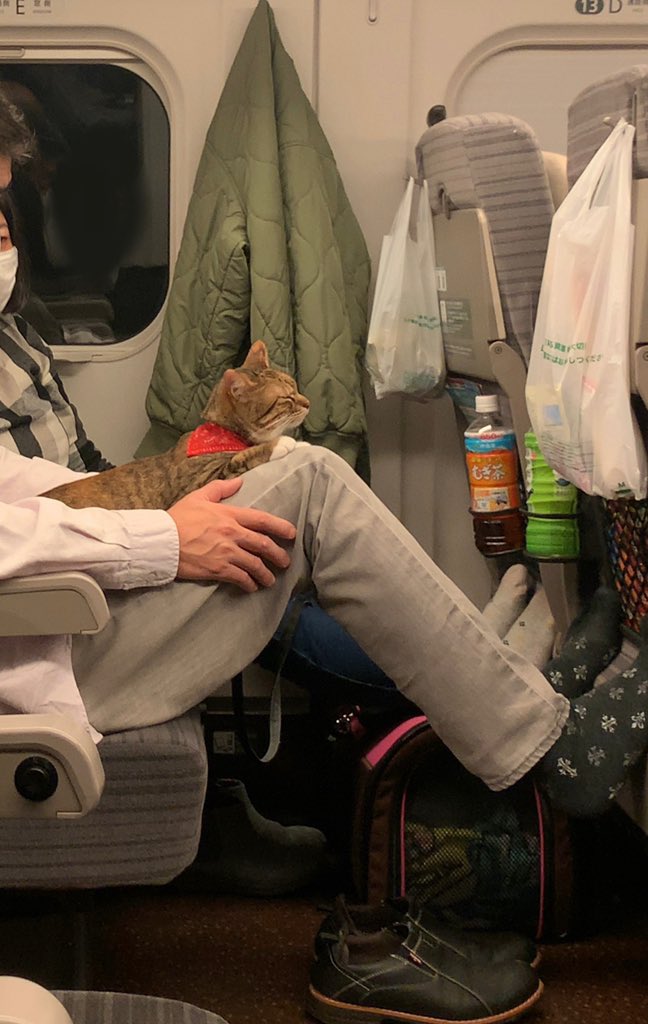 猫が新幹線に ご乗車されてます キャリーから解放された猫が可愛すぎる リラックスしてるな 大人しい Togetter 猫が新幹線に ご乗車されてます キャリーから解放された猫が可愛すぎる リラックスしてるな 大人しい Togetter