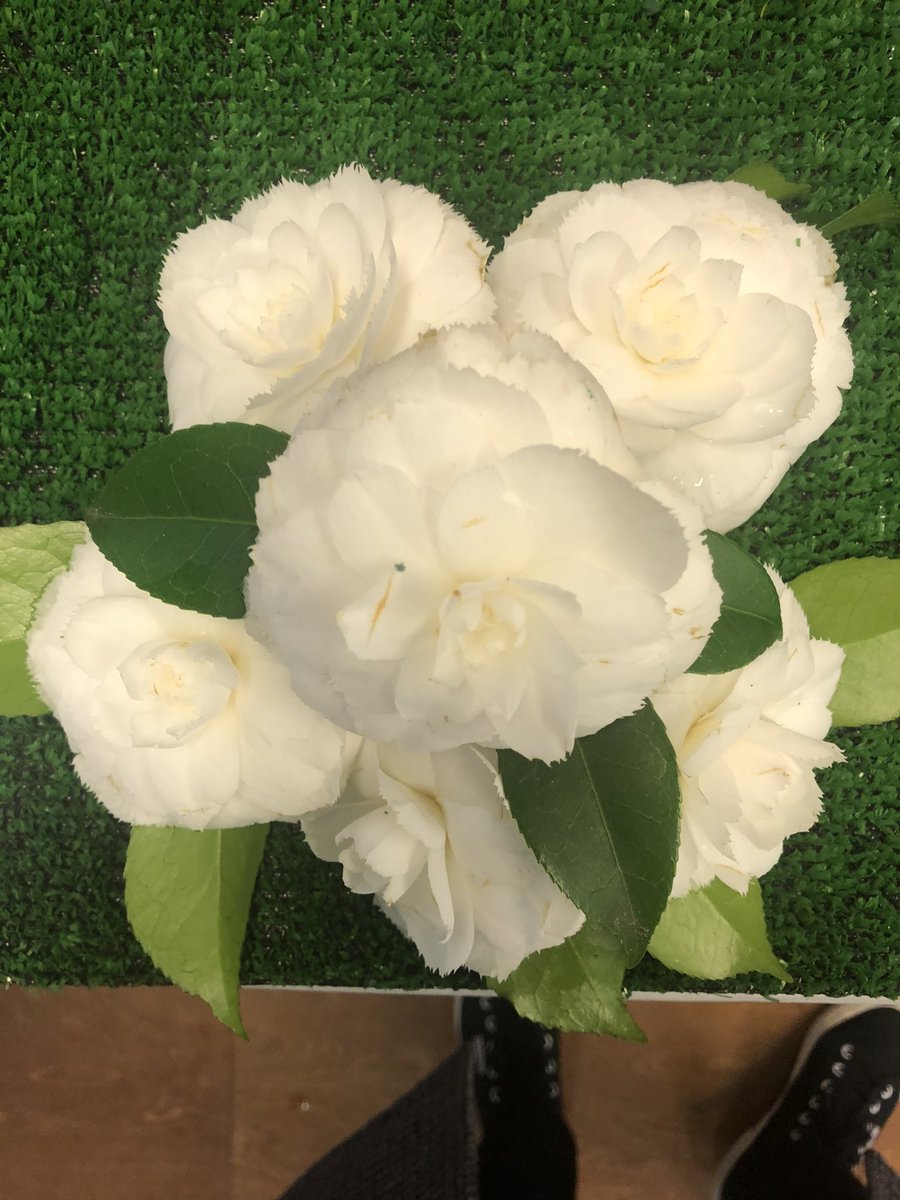 mrosonf's tweet photo. Como en moitas outras edición acompañando a Asociación Cultural #RochaForte na inauguración da XI Exposición de Camelias 🌺🌺🌺🌺 https://t.co/DFSAoMDHPS