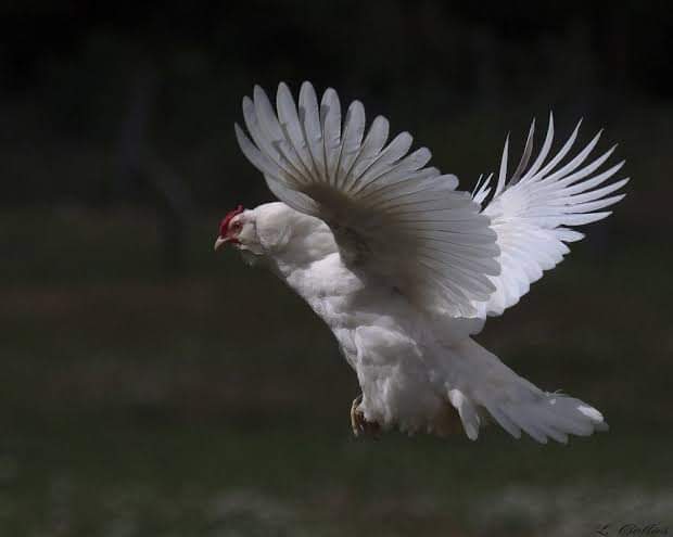 Гусиное крыло. Летающая птица игрушка. Гусь птица. Альбатрос птица. Курица летит.