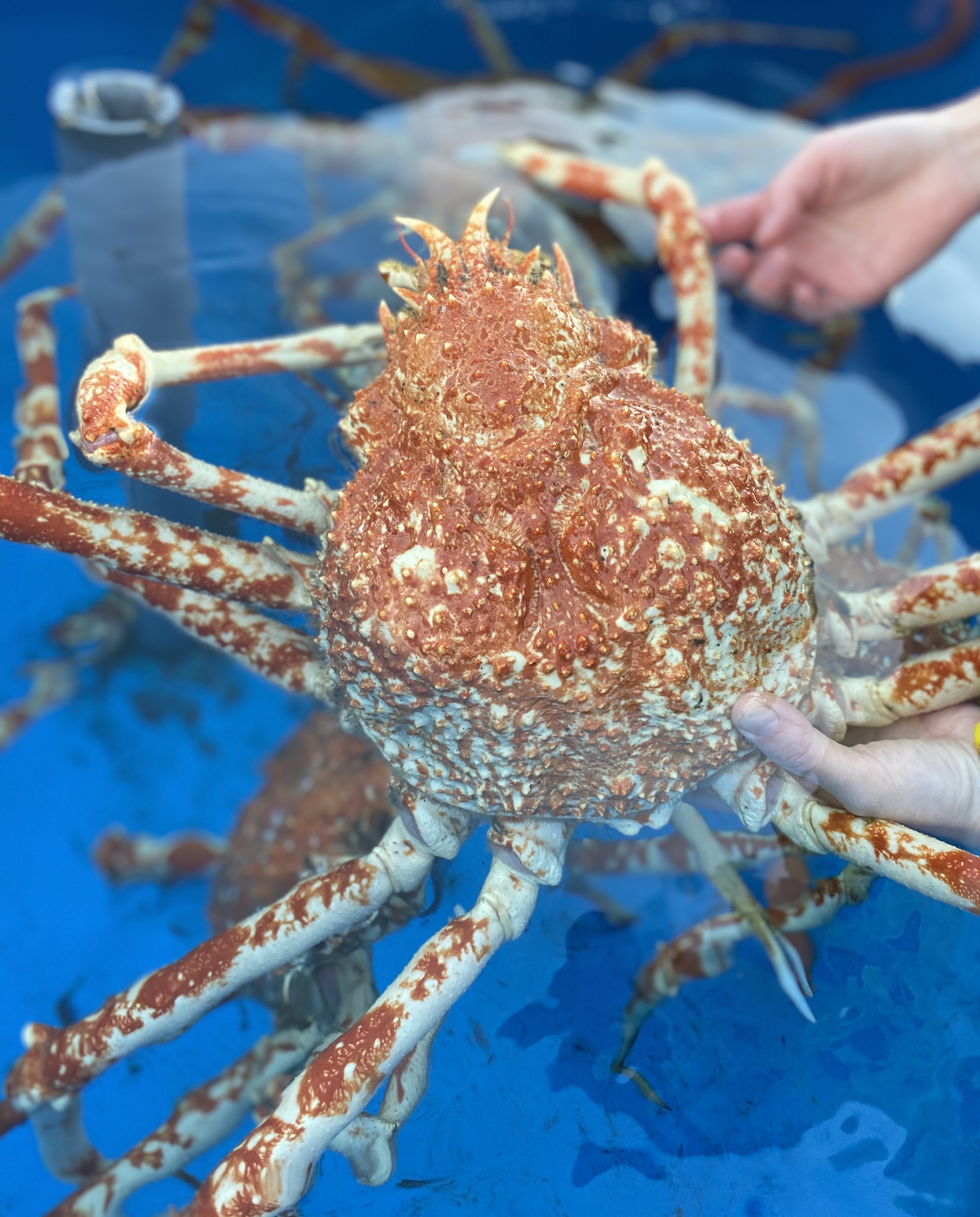 横浜 八景島シーパラダイス公式 本日2 1から 深海生物まつり がスタート 深海生物を 見て さわって 食べて 学んで お楽しみいただけます タカアシガニを捕まえて そのまま食べることもできます シーパラ 八景島 深海生物