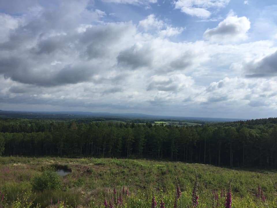 CanicrossRoutes's tweet image. 23 - Flexham Park (5.5Km) - This compact 5.5km trail route starts right on part of the Serpent trail and once to the top of the hill offers fantastic views towards the North Downs. #canicrossroutes #canicross #runwithdogs canicrossroutes.co.uk/23-flexham-par…