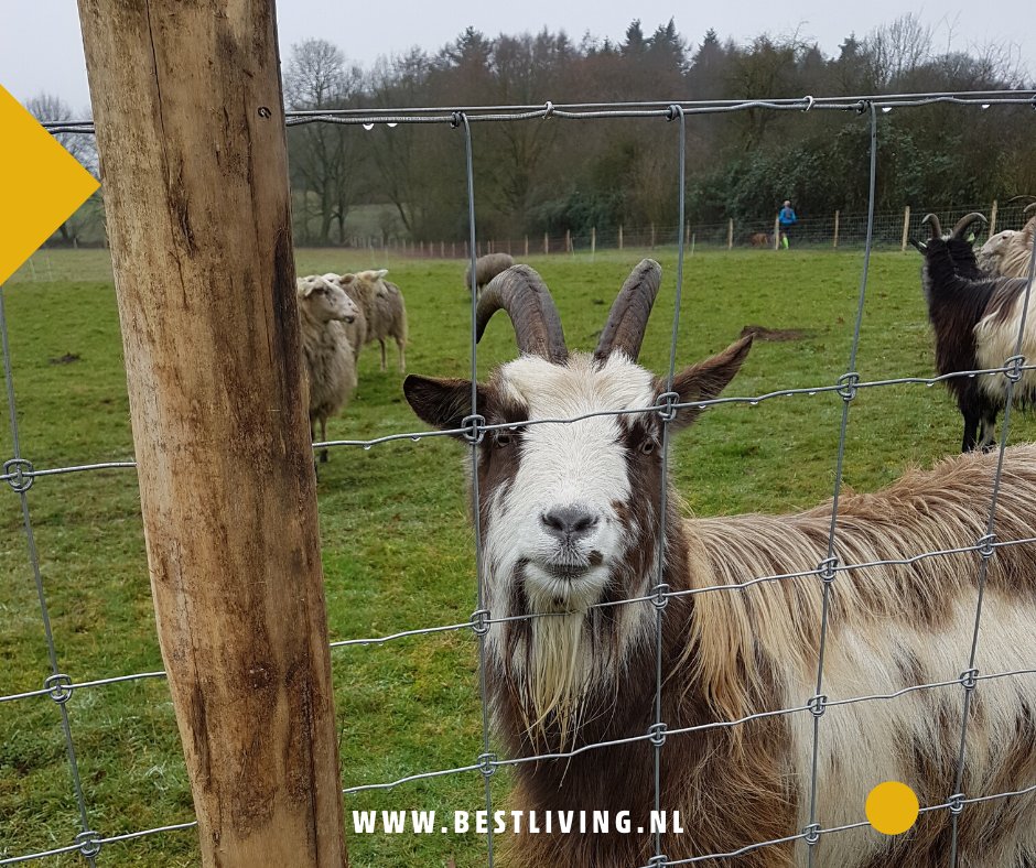 Dit weekend lekker eropuit in onze eigen "achtertuin" de Veluwe. Tip: ga naar Landgoed Heuven in Nationaal Park Veluwezoom en bezoek de schaapskooi. Wat is het hier toch mooi wonen, hè?

#veluwe #makelaar #hypotheek #huis #huizen #appartement #bungalow #boerderij #vrijstaand