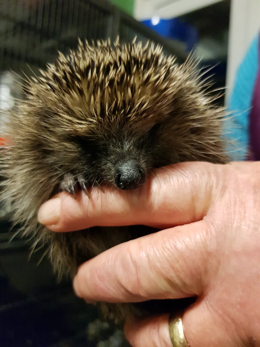 hedgehog held in hand