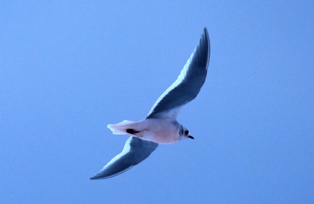 知床自然大学院大学設立財団 知床 斜里の海岸にヒメクビワカモメ飛来 北極圏の鳥で稀な種 胸が薄いピンクを帯びた美しい鳥で 流氷が間近に迫り海が荒れた日が現れるタイミング ヒメクビワカモメ 知床 Ross Sgull Shiretoko T Co Cgrjndgeax