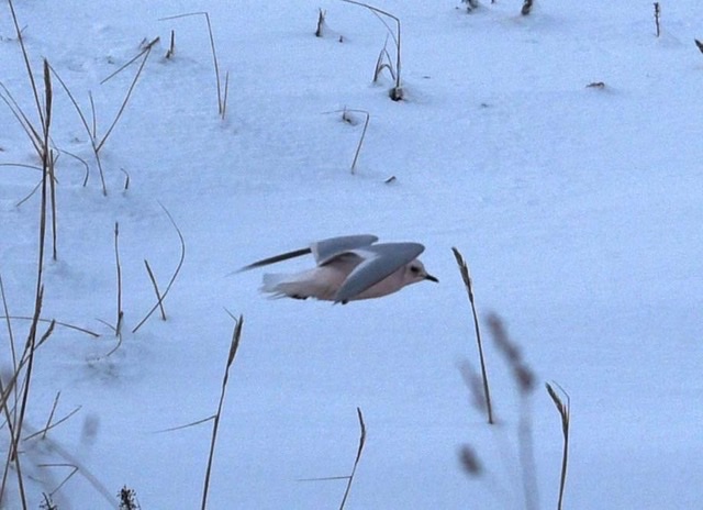 知床自然大学院大学設立財団 知床 斜里の海岸にヒメクビワカモメ飛来 北極圏の鳥で稀な種 胸が薄いピンクを帯びた美しい鳥で 流氷が間近に迫り海が荒れた日が現れるタイミング ヒメクビワカモメ 知床 Ross Sgull Shiretoko T Co Cgrjndgeax