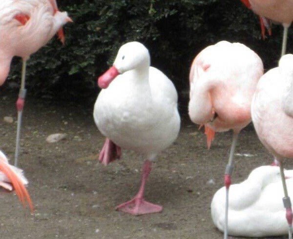 フラミンゴに囲まれて空気を読んで片足上げるアヒル可愛すぎ。