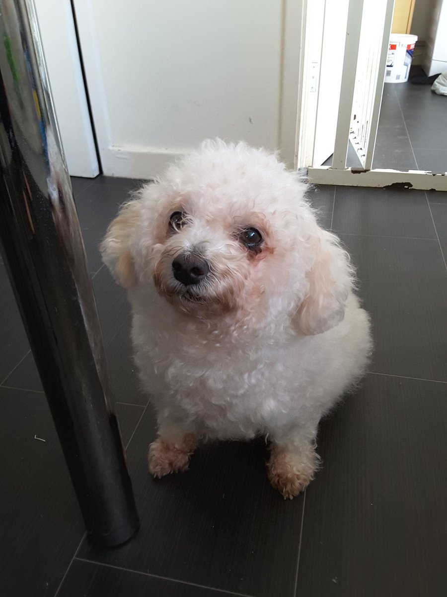 The lady is no longer a tramp. Poppy just got bathed, clipped and cuddled. #bichon #bichonfrise #Poppy 10 years old still looks like a puppy to us.