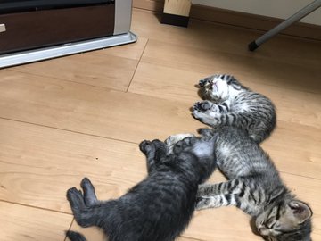 動物,犬,猫,しつけ,飼い方,育て方,病気,健康