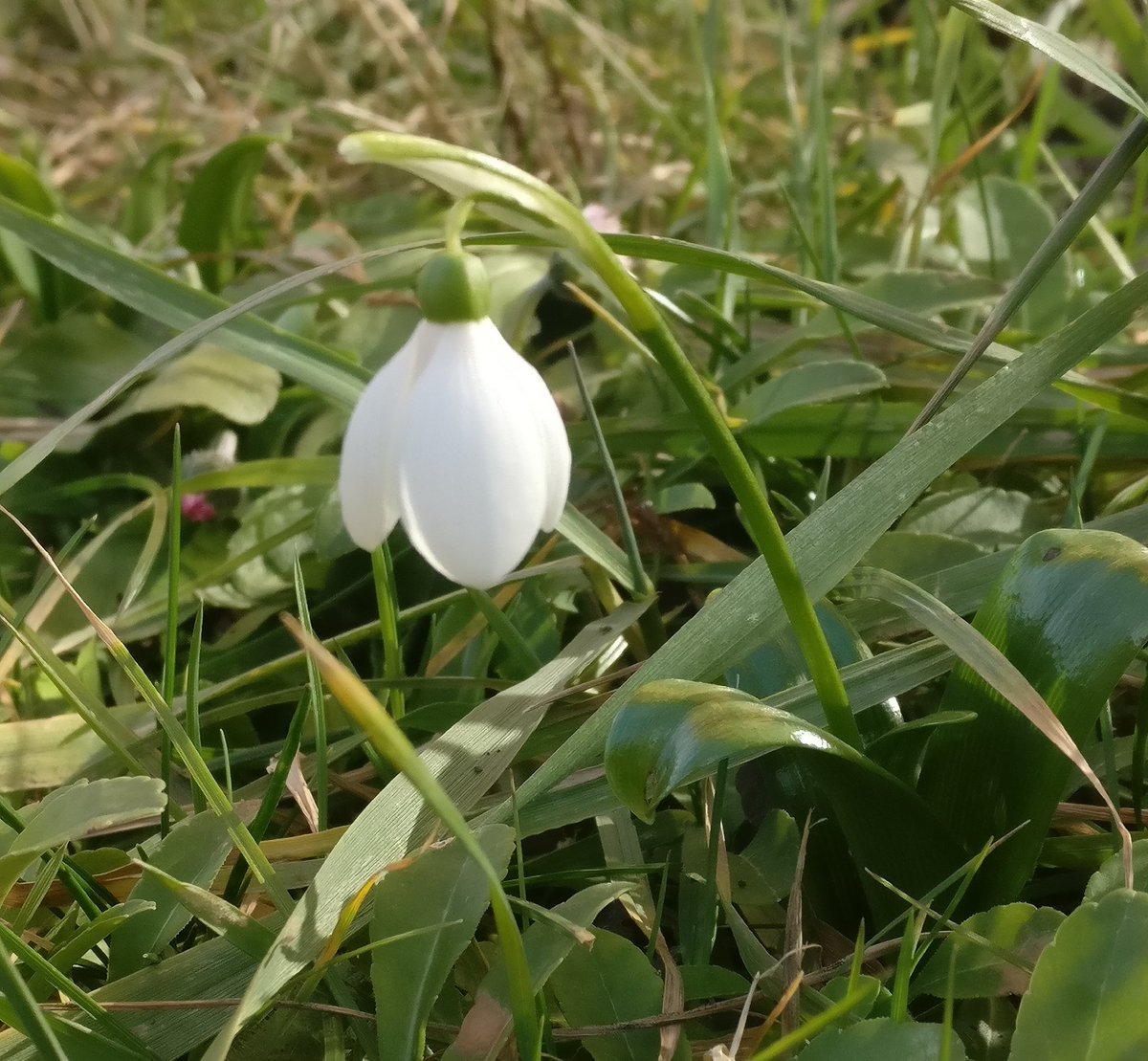 _KittyJess's tweet image. Ein bisschen zu viel Frühling.
#schneeglöckchen #winter #frühling