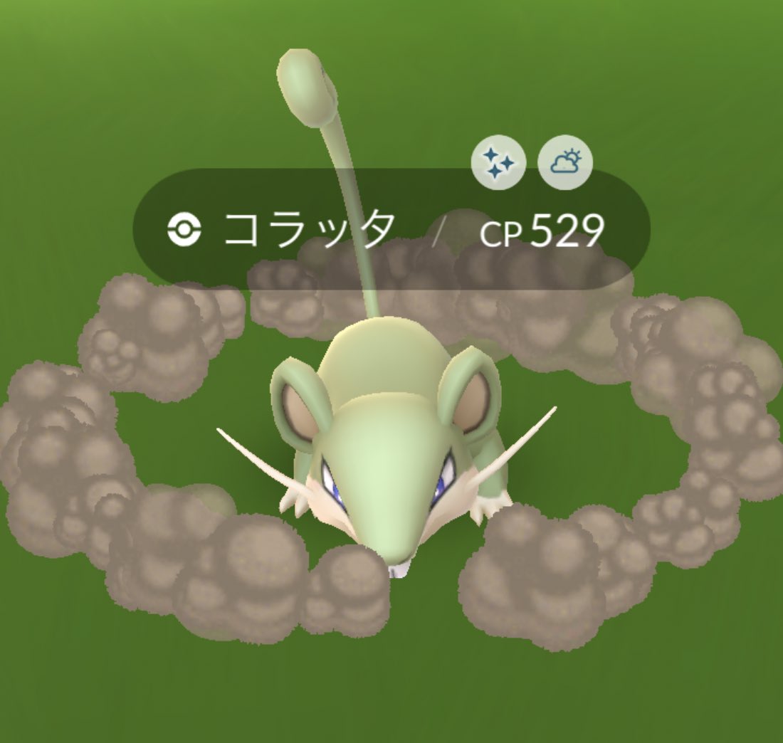 R11437813663's tweet image. 久しぶりに。。。
　伝説レイドでの100%
これはかなり嬉しい🤣🤣🤣

今日の色違いは。。
　　　　コラッタです🐭
            ＃今日でよかった
　　　　　　　        #2pt