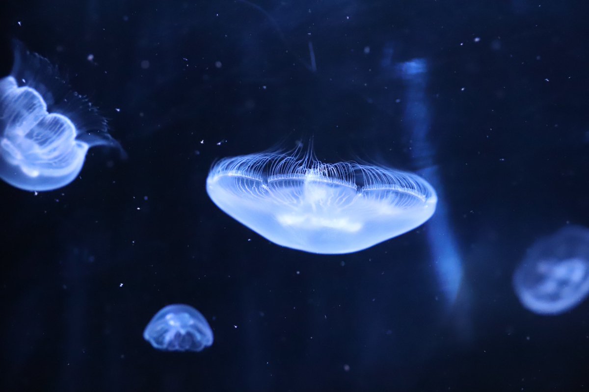 💥 Emma Snt tweet media