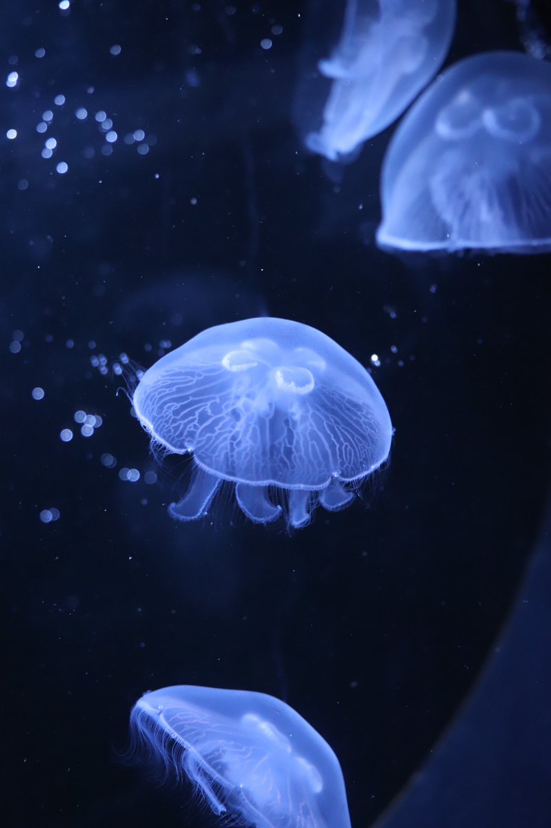 💥 Emma Snt tweet media