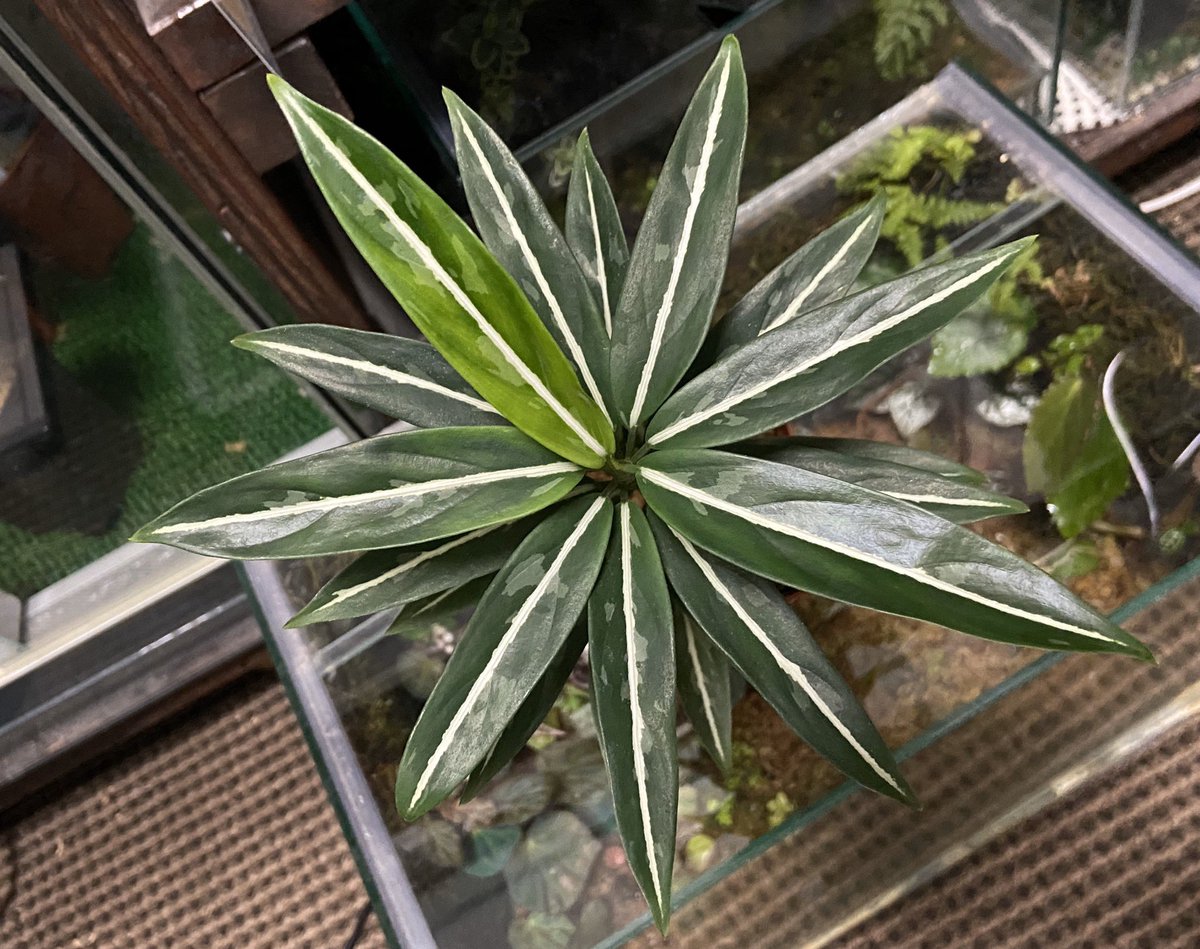 Tình yêu cây cỏ ĐV2 - Page 54 EPryPGJU4AAupy_