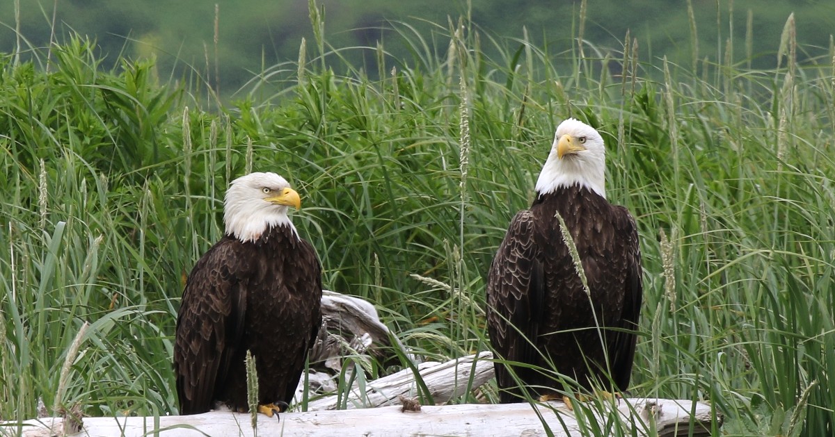 pair of eagles, kodiak national wildlife refuge