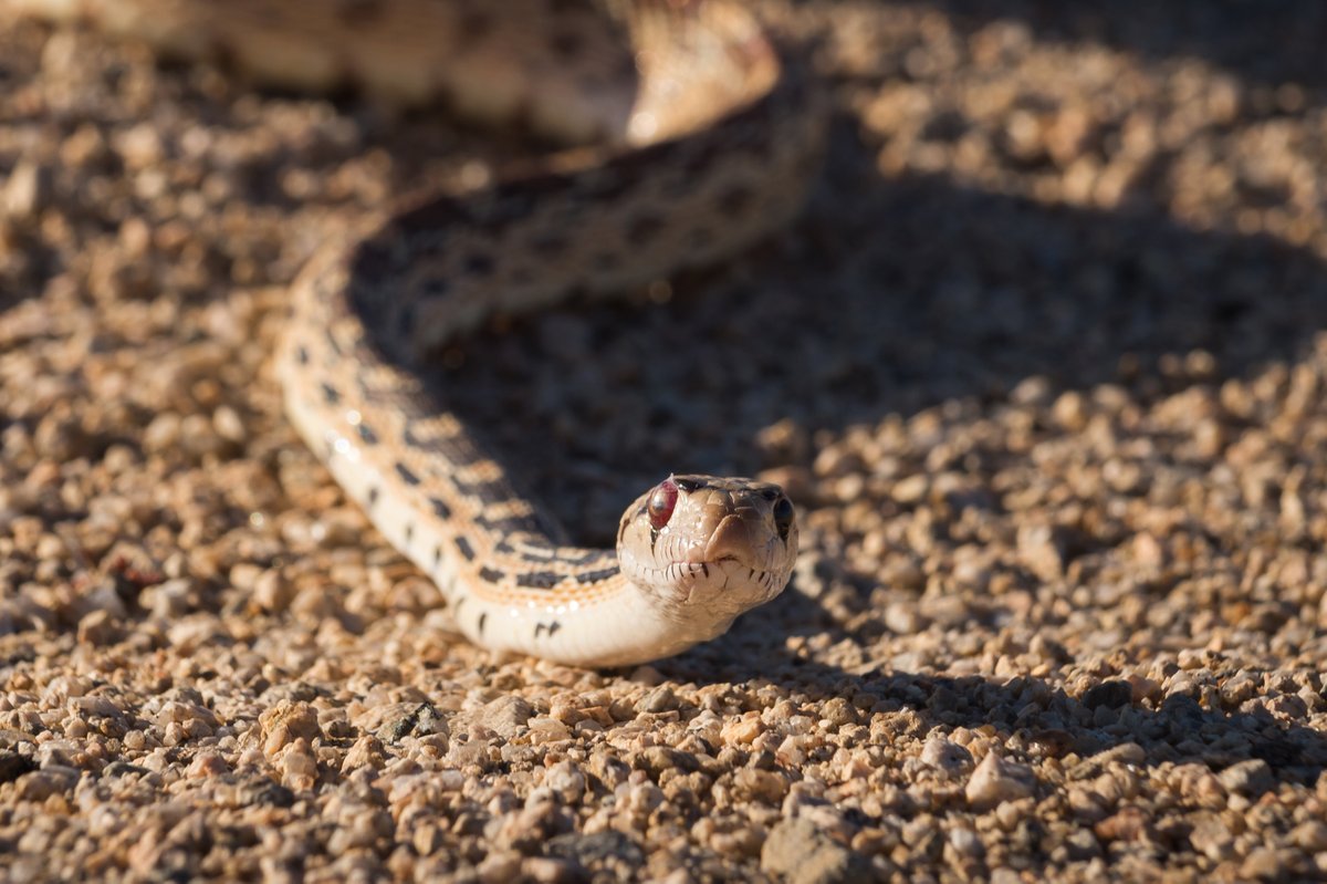 A gopher snake slithering along rocky sand lifts its head slightly to look at the camera.