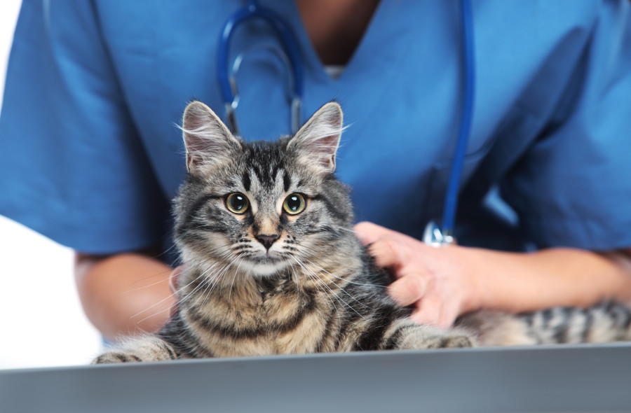 HollywoodDogs's tweet image. Today marks the start of #NationalCatHealthMonth! cattipper.com/news/2016/febr…