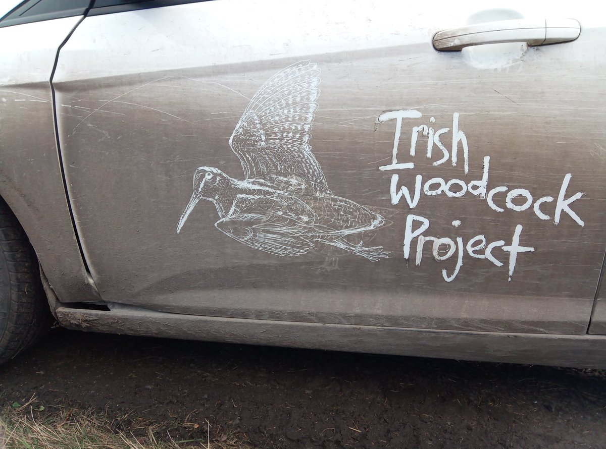 Where some see a disgracefully mucky car, I see a blank canvas...