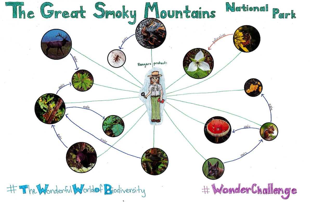GreatSmokyNPS's tweet image. This year the Great Smoky Mountains National Park is hosting the National Science Olympiad Feb2020 #WonderChallenge. The Smokies are famous for their vast biodiversity of plants, animals and other life. The challenge will fit this theme!