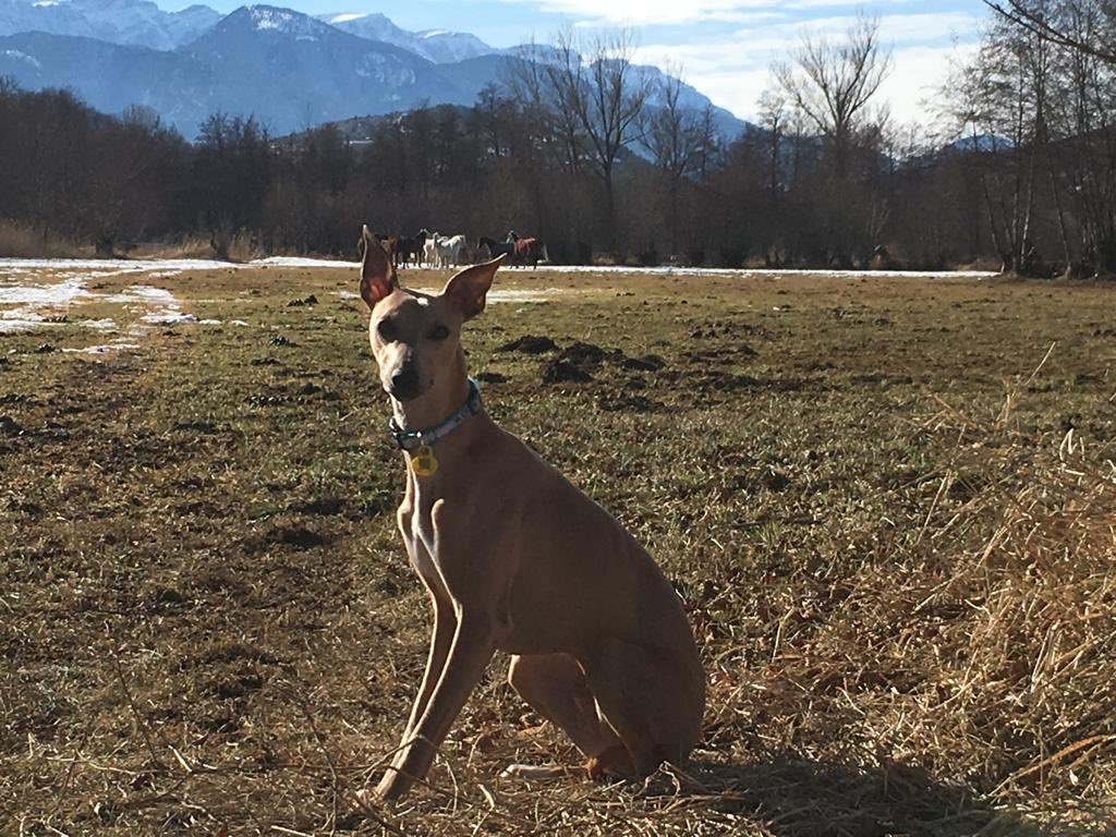 1984 es ahora tweet media