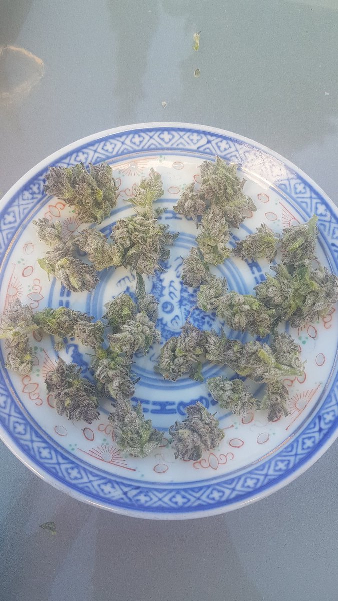 Sophie_MJ's tweet photo. #BlueKushAuto 💙💙💙 @Dinafem
Terpenos muy cañeros con aromas a gasolina 🔥🔥🔥 y flores duras y muy resinosas😜
Empieza el secado ya os contaré q tal😎🙌
#LaSofiJardinera 👩🏼🌾
#SeguimientosdeCultivo 🌴
#CultivaTuMedicina 🍀
#CultivandoenExteriorlos365días https://t.co/WyyNsbsVLX