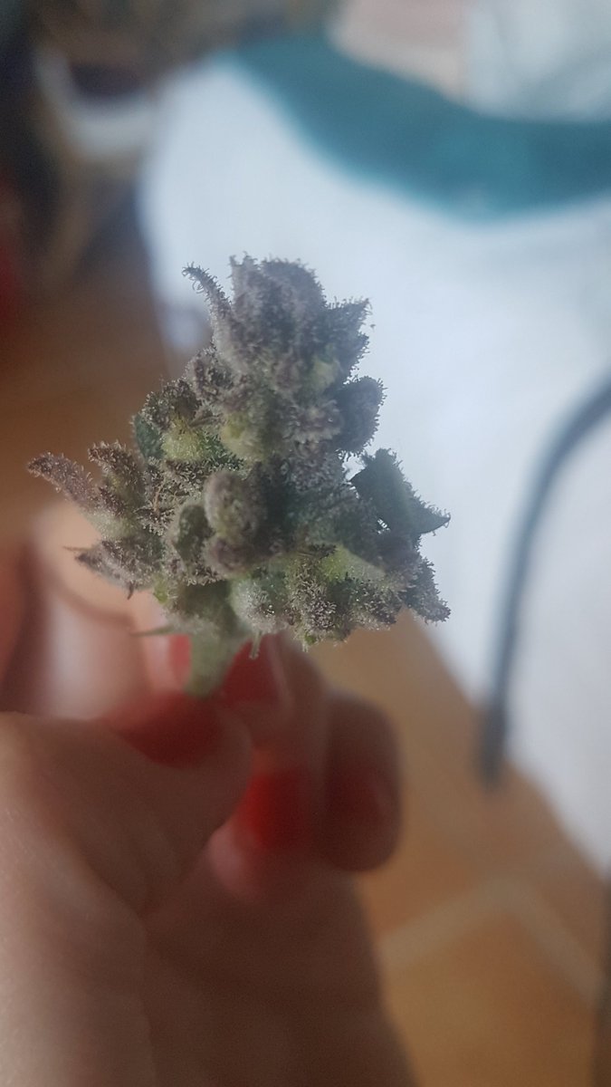 Sophie_MJ's tweet photo. #BlueKushAuto 💙💙💙 @Dinafem
Terpenos muy cañeros con aromas a gasolina 🔥🔥🔥 y flores duras y muy resinosas😜
Empieza el secado ya os contaré q tal😎🙌
#LaSofiJardinera 👩🏼🌾
#SeguimientosdeCultivo 🌴
#CultivaTuMedicina 🍀
#CultivandoenExteriorlos365días https://t.co/WyyNsbsVLX