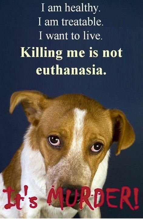 55DoxMom's tweet photo. STOP MURDERING INNOCENT ADOPTABLE PETS!!! https://t.co/2xg7A9i8Up