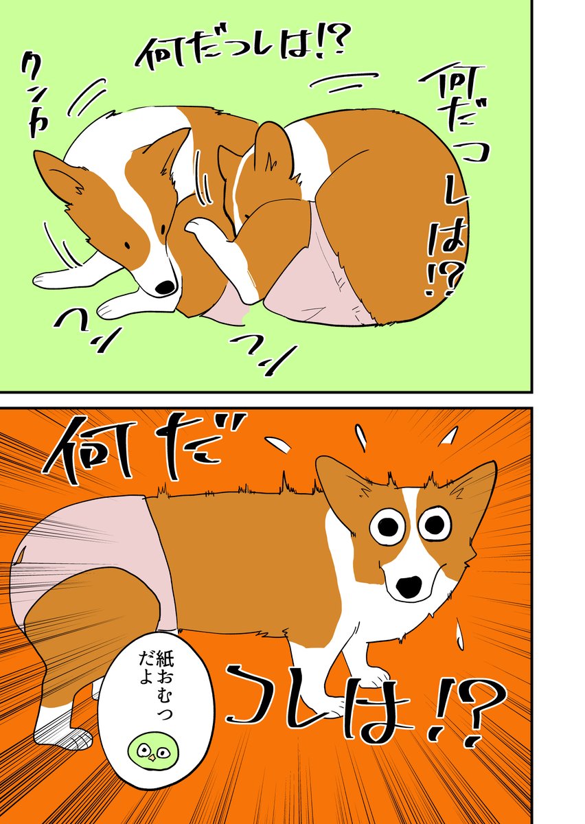 コーギーに紙おむつ装着させる。 その45 