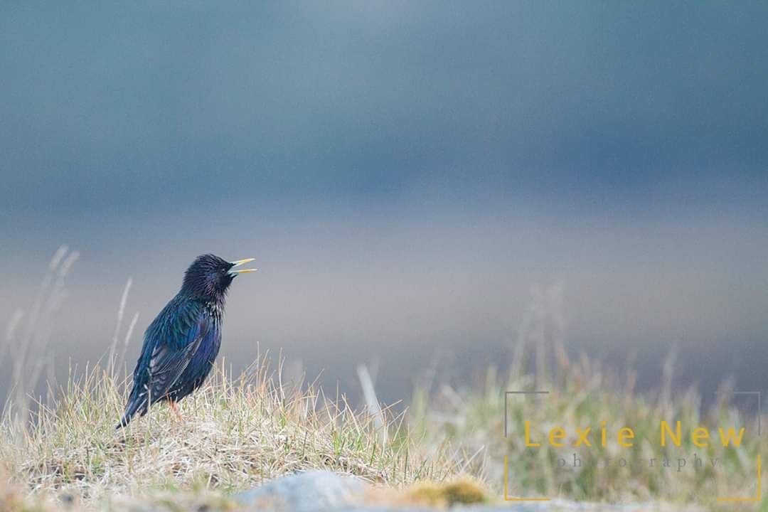 LexieNewPhoto's tweet photo. Here's a starling to brighten your weekend. https://t.co/YQdcXDrMl6