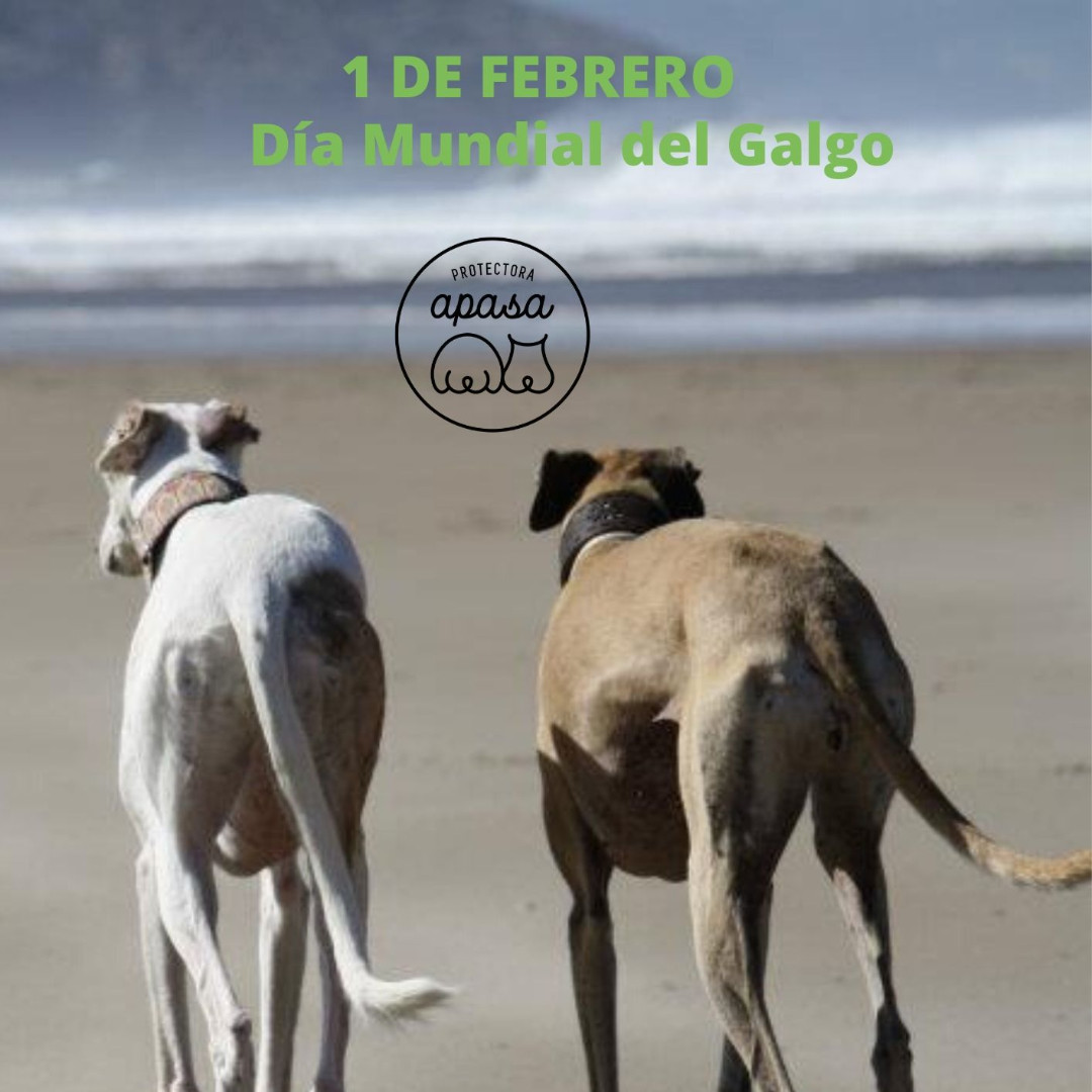 ProtectoraAPASA's tweet photo. protectoraapasaEl 1 de febrero se celebra el Día Mundial del Galgo, una efeméride , que tratan de concienciar al público de los maltratos a los que son sometidos estos animales, e intentan darles una segunda oportunidad, rescatándolos y ofreciéndolos en adopción Y VIDA DIGNA. https://t.co/aSoxTSuKDg