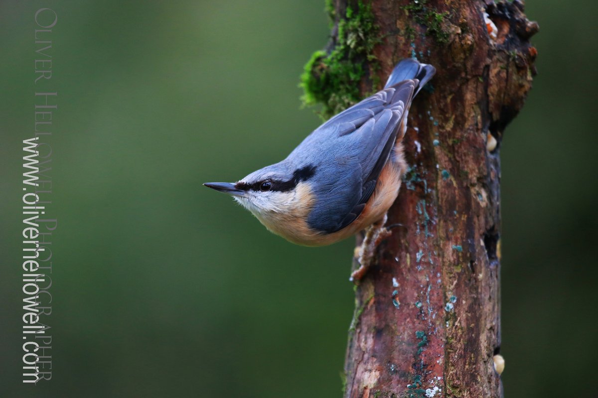 LOOK! This is my best Nuthatch picture so far this year <a href="/WendyUpsnDowns/">Wendy O'Carroll</a> <a href="/Patrick151040/">Patrick Edwards</a> <a href="/FraggleSamm/">Samm Gee</a> <a href="/lizbobchilton/">Elizabeth Bentley 💙</a> <a href="/UpsandDownsSW/">Ups & Downs Southwest</a> <a href="/DSAInfo/">Down's Syndrome Association</a> <a href="/IoloWilliams2/">Iolo Williams</a> <a href="/rtaylorjones/">richard taylor-jones</a>