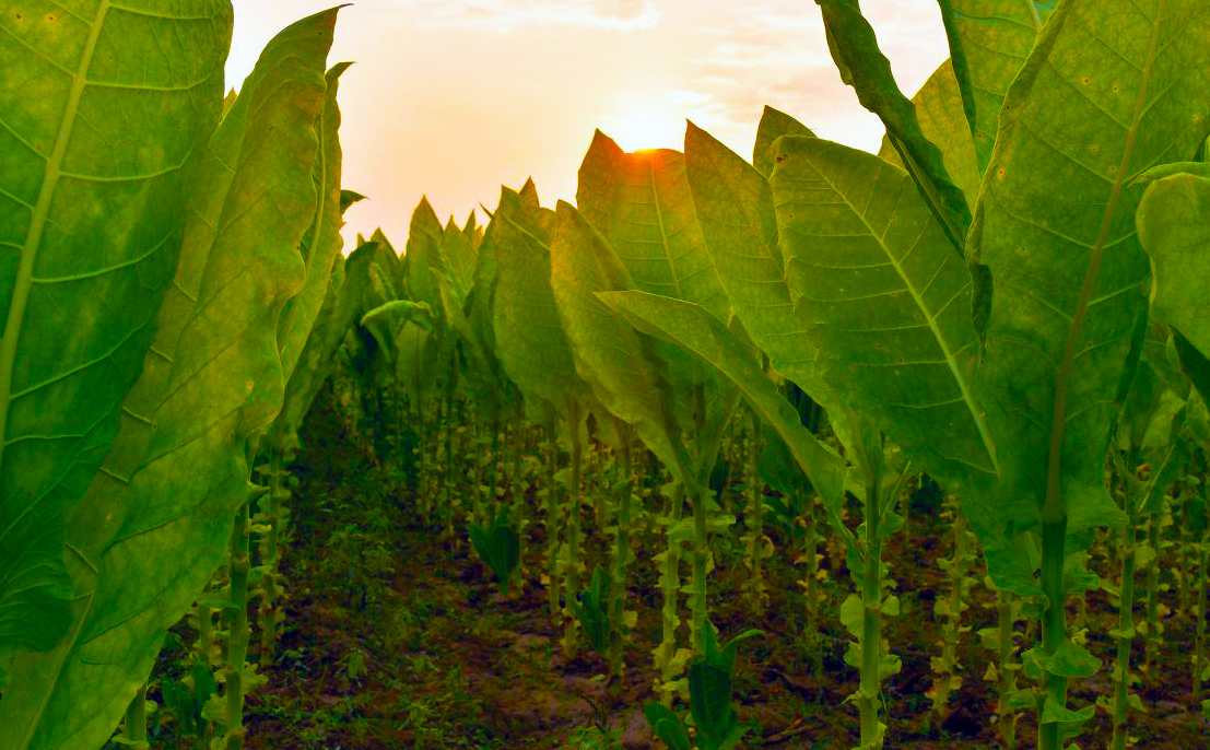 Characterization and discrimination of microbial community and co‐occurrence patterns in fresh and strong flavor style flue‐cured tobacco leaves