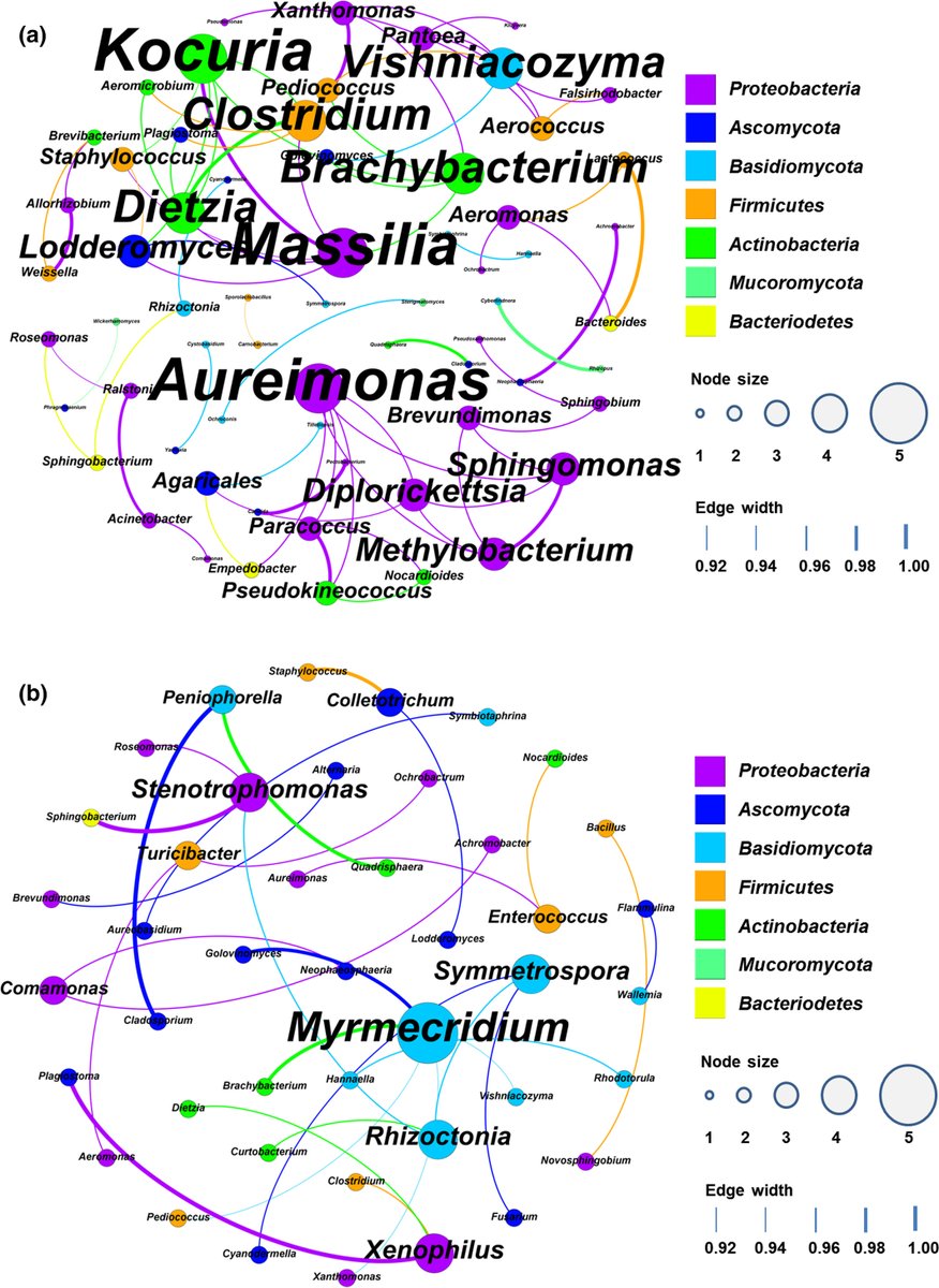Characterization and discrimination of microbial community and co‐occurrence patterns in fresh and strong flavor style flue‐cured tobacco leaves