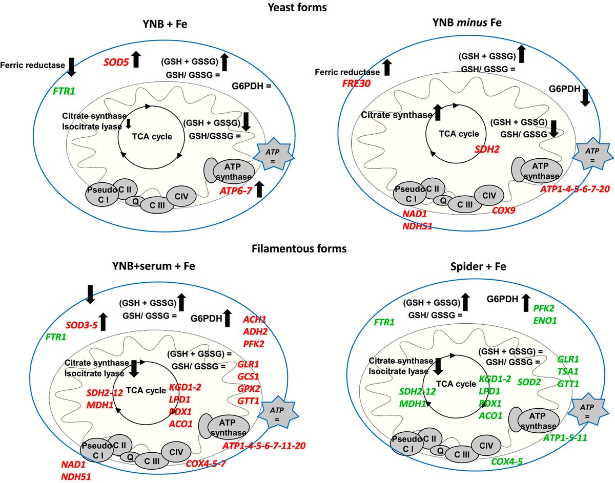 The adaptive response to iron involves changes in energetic strategies in the pathogen Candida albicans