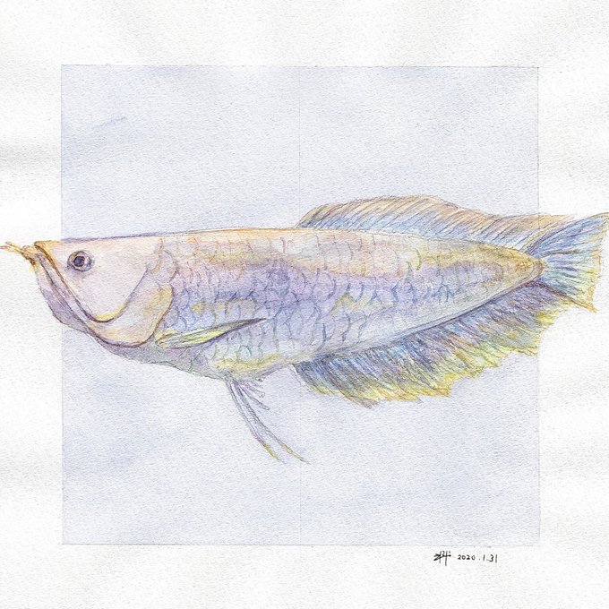 Arowanaのtwitterイラスト検索結果 Arowanaのtwitterイラスト検索結果