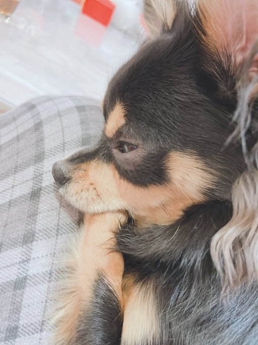 自分の手しゃぶってるチワワ 