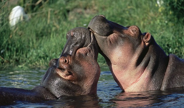 MorokoloLodge's tweet photo. Looking for a romantic safari experience for your Valentine? Book now and save 10%, plus we will throw in a free bottle of bubbly! Valid the whole of February 2020! #Safari #Valentine #Valentines_Specials #SpecialOffer https://t.co/usPn5Ieo0w https://t.co/6a5e0ONqN0