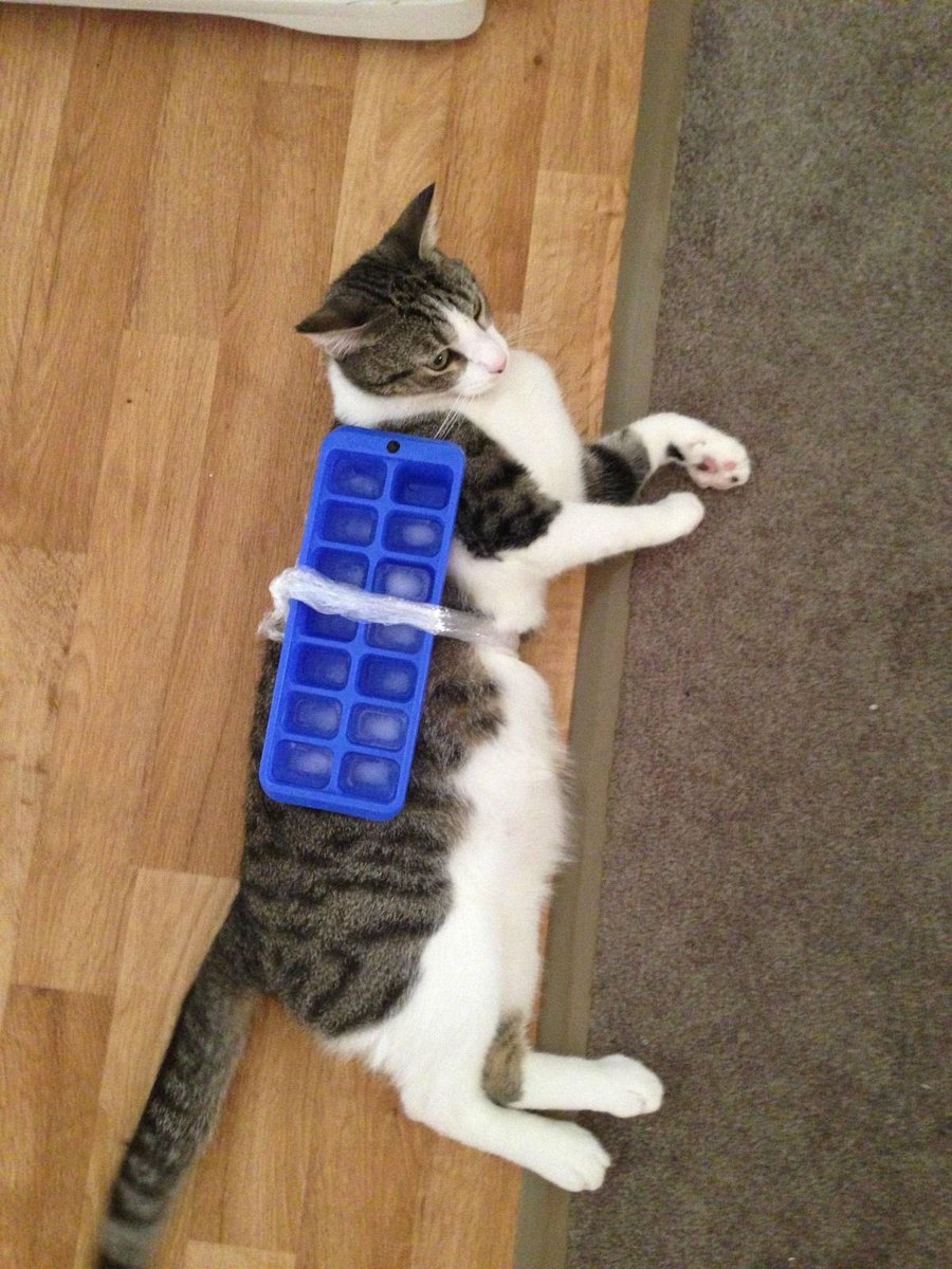 RkConditioning's tweet photo. Don’t use #lifehacks to keep your pets cool 😂 get #airconditioning installed in your home! Call us now on 07789862646 for your free no obligation quote! #Caturday #pets #HVAC #SaturdayThoughts  @GuildfordTweets @TheGuildfordMag @surreylive @SurreyAd https://t.co/xGAa1tRCyH