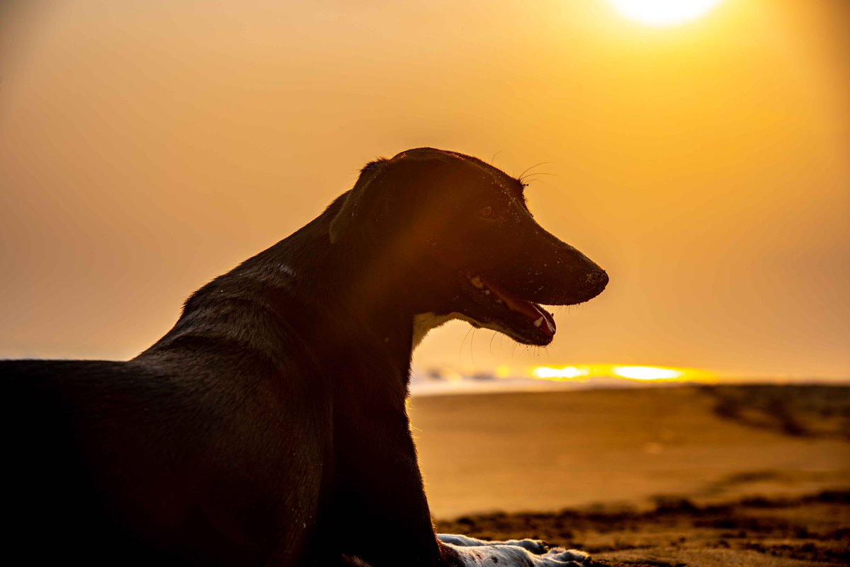 A dog at the beach at the sunset beach in Acapulco


#Photography
#EventPhotography
#WeddingPhotography
#LandscapePhotography
#PicOfTheDay 
#streetphoto #urbanphoto 
#NaturePhotography 
#StreetPhotography
#nikonphotography