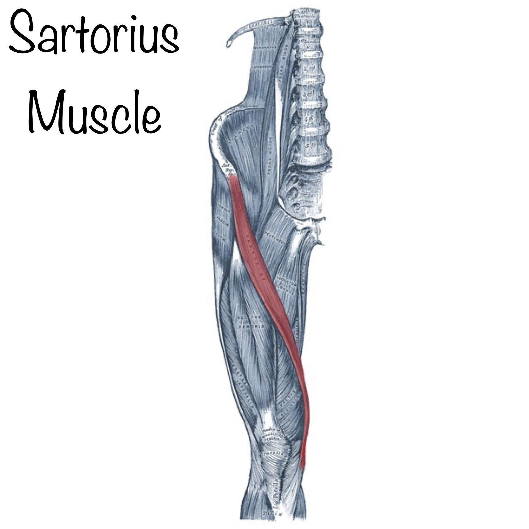 Sartorius Muscle Pain