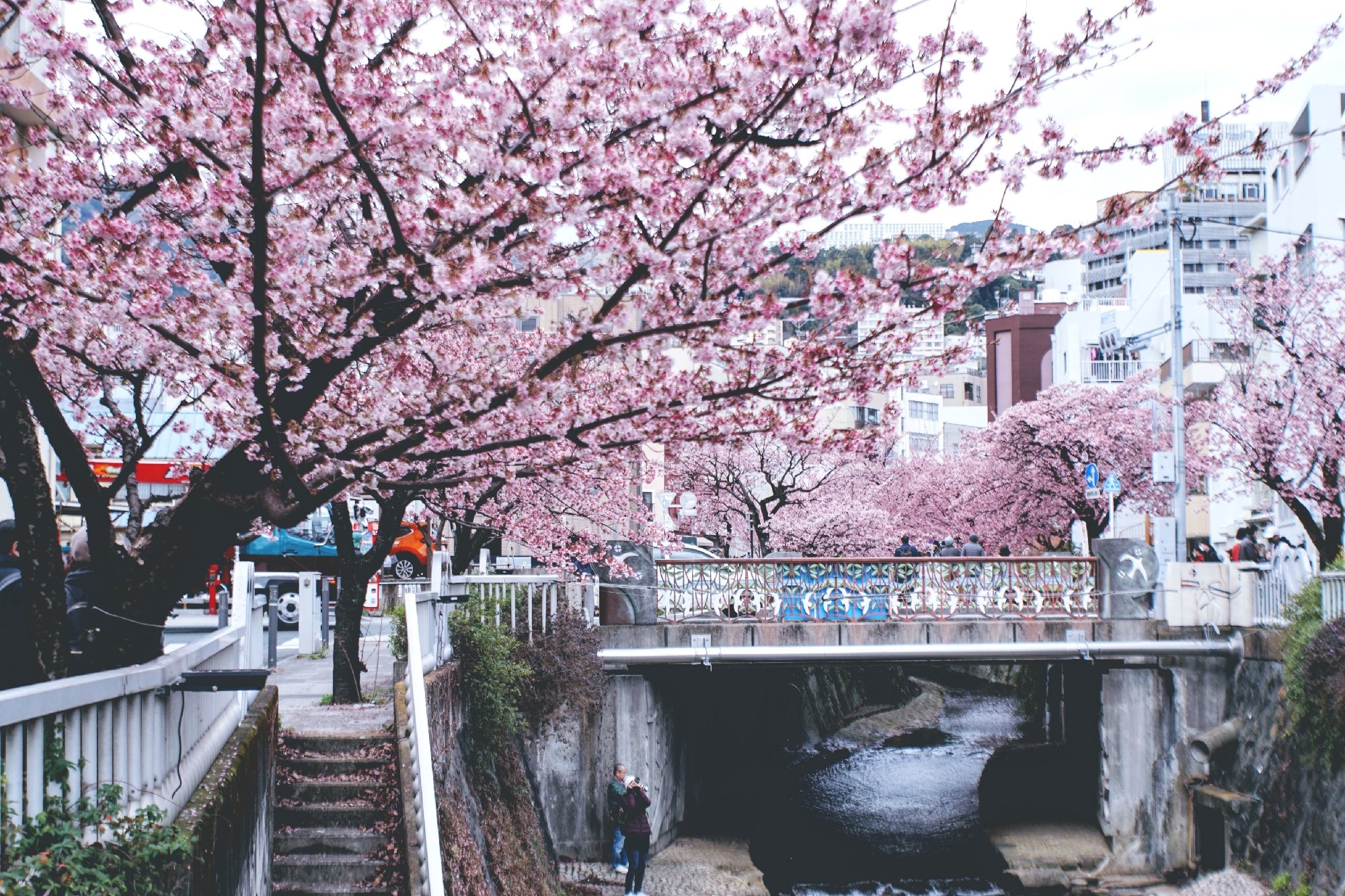 熱海桜 Twitter Search Twitter