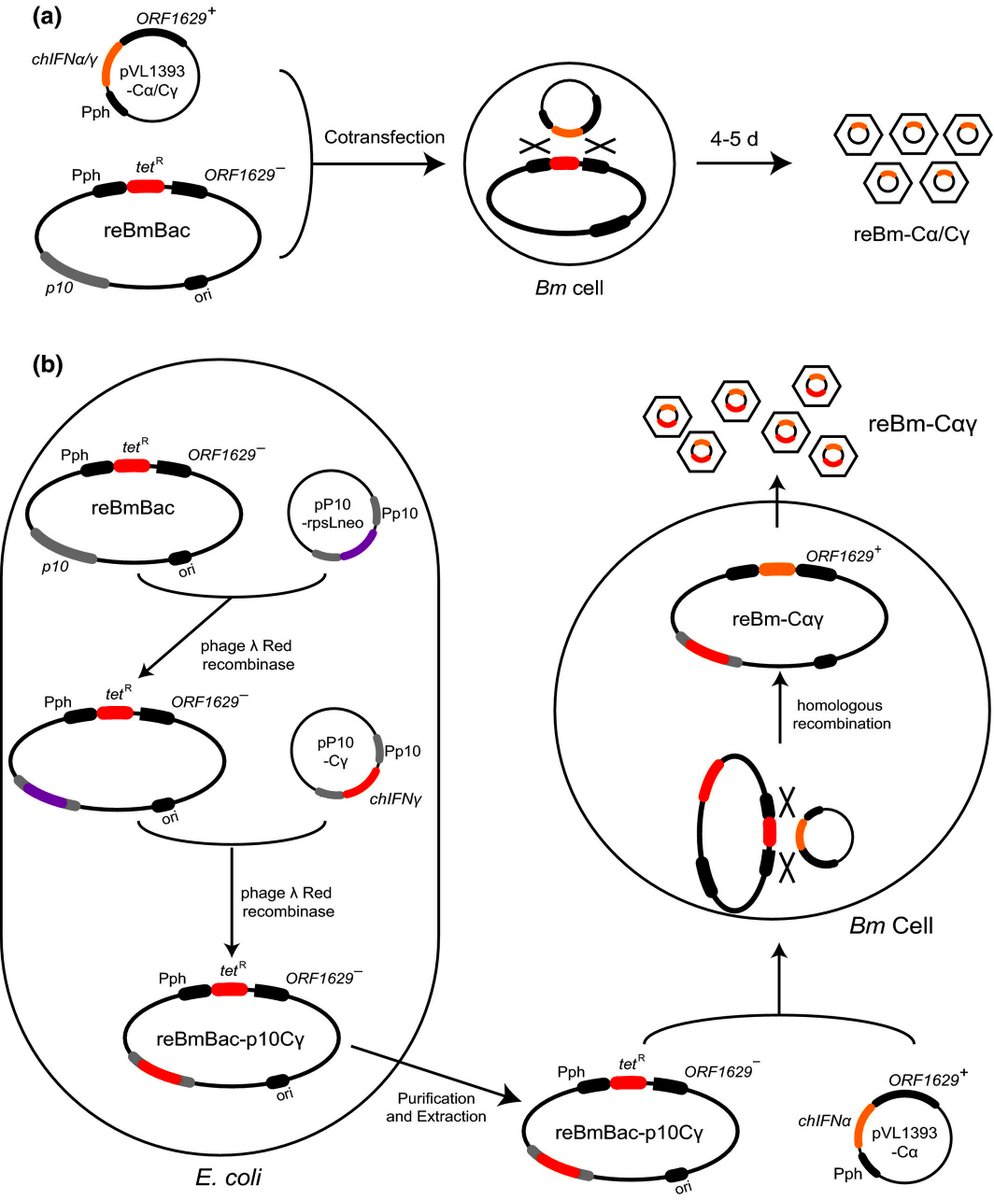 A construction strategy for a baculovirus‐silkworm multigene expression system and its application for coexpression of type I and type II interferons