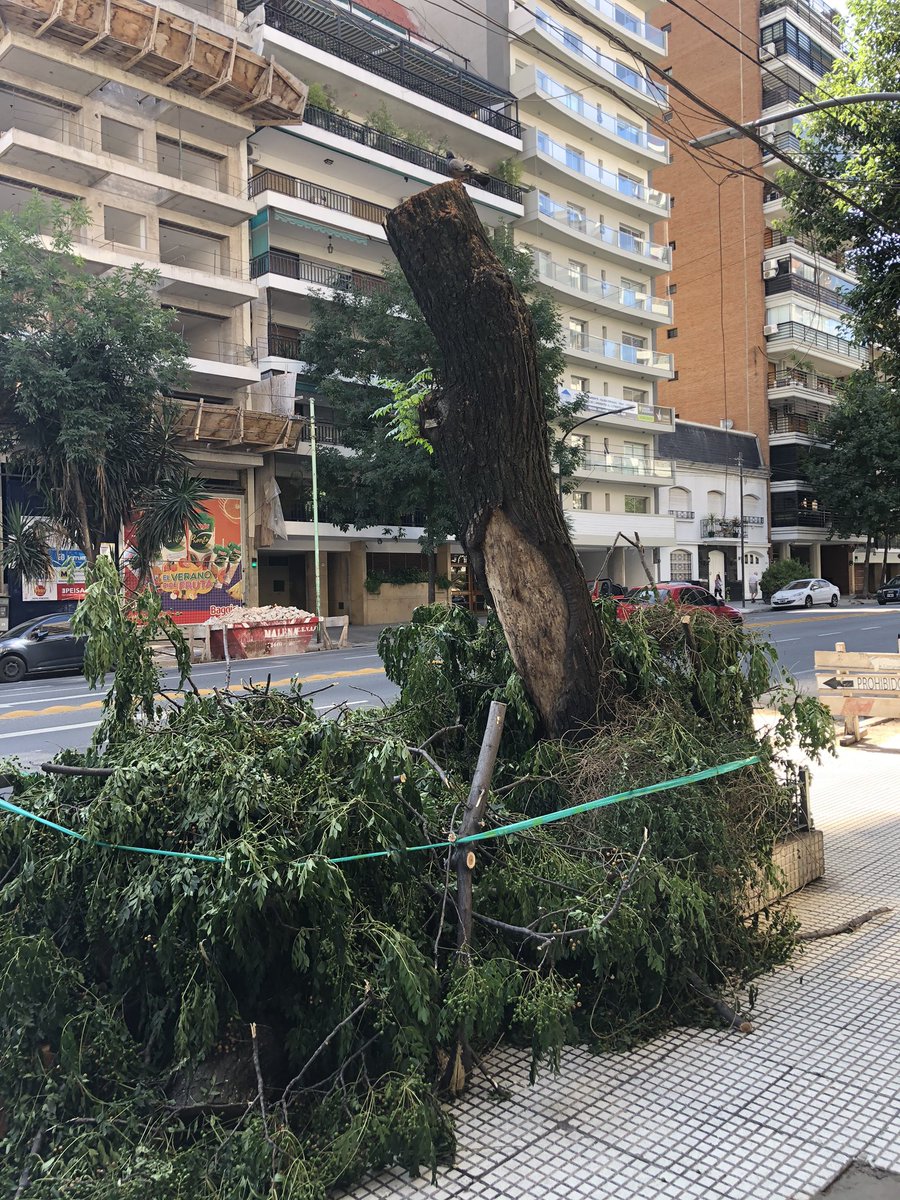 pimboleto's tweet photo. En Av. Crámer al 2200/2300, en Belgrano, @CableFibertel está sacando varios árboles frondosos, con el argumento que molestan a su cableado. ¿QUIEN AUTORIZA ESTO? @paisajeante @bastademutilar @claramuzzio https://t.co/RBsf0b4pzF