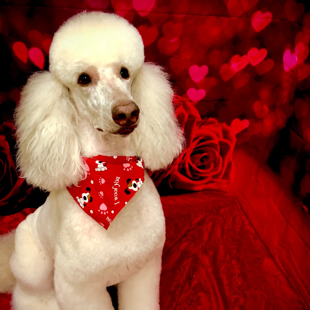 PetPeopleStores's tweet photo. Did you know that PetPeople now offers grooming in some of our stores?! Grooming appointments now available in Dunwoody, GA, Strongsville, OH, Willington, NC, Ann Arbor, MI, Deerfield, IL, &amp; Prairie Village, KS.  We are so excited about this new service! https://t.co/syDkSQqKjB