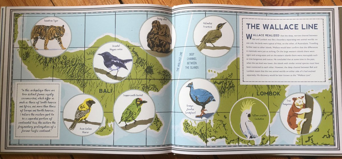 So I’ve spent most of today reading this amazing book “Darwin’s Rivals” by Christiane Dorian and @Harry_Tennant_. If you’re in year 5/6 and studying evolution it’s an absolute must have, bringing a new angle. It’s beautifully told and stunningly illustrated. #PicturebookPage